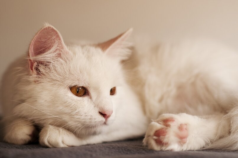 gato acostado pelo blanco
