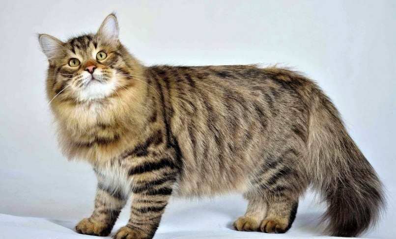 gato pelaje largo amarillo siberiano