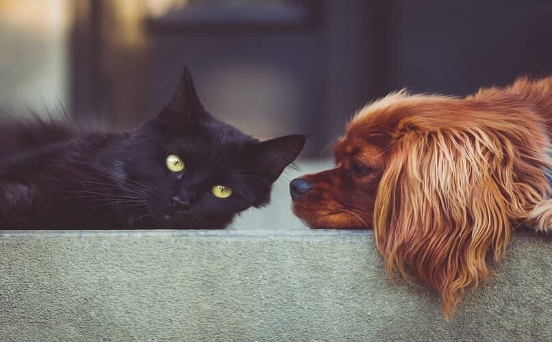 gato acostado junto a cachorro