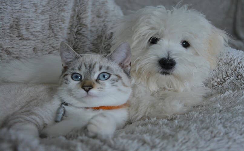 gato y perro acostados juntos