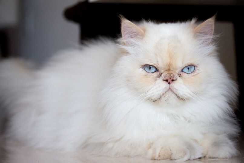 gato persa ojos azules