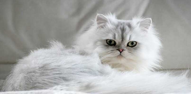 gato persa chinchilla blanco