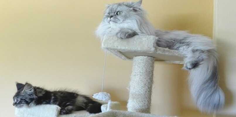 dos gatos persas con distintos tonos en su pelaje