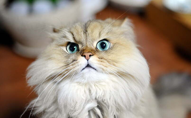 gato persa chinchilla ojos azules