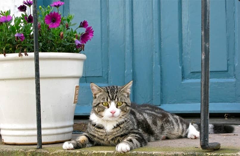 plantas seguras para nuestro perro y gato