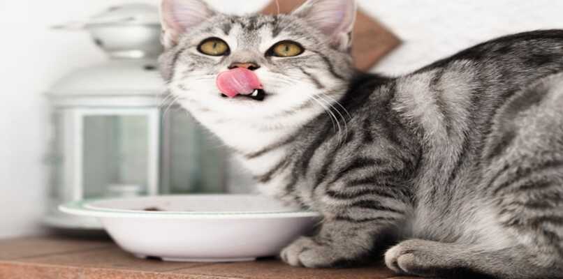 gato con plato de comida