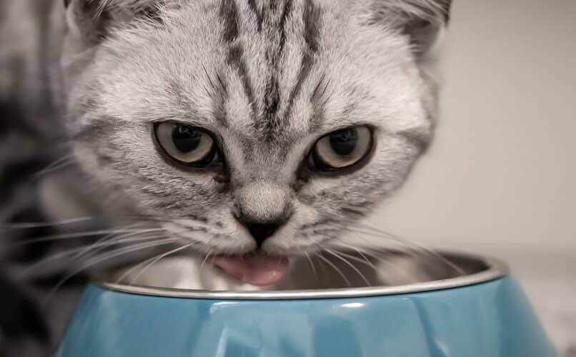 gato adulto comiendo desde su plato
