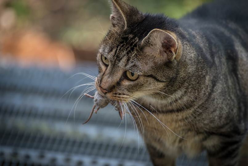 gato rayado con raton en la boca