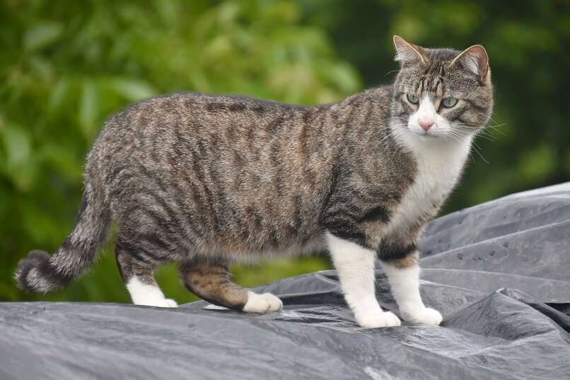 gato rayado de color gris