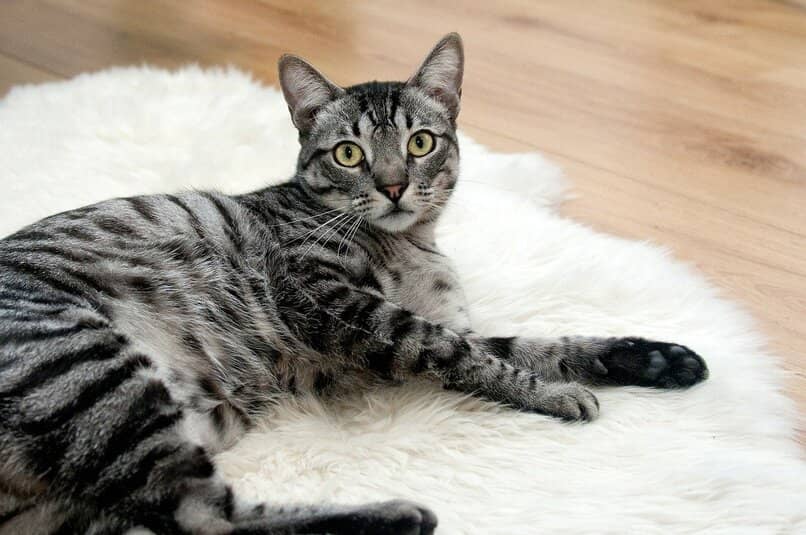 felino acostado en la alfombra