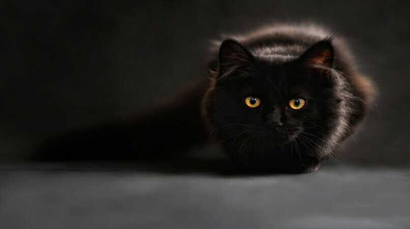 gato ojos amarillos y pelaje negro