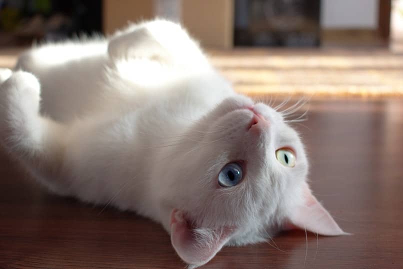 gato blanco acostado bocarriba 