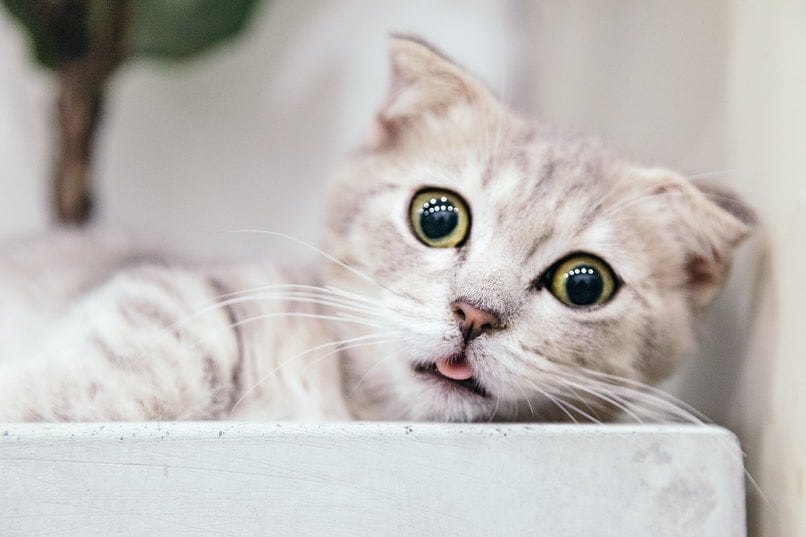 gato con lengua afuera y ojos saltones