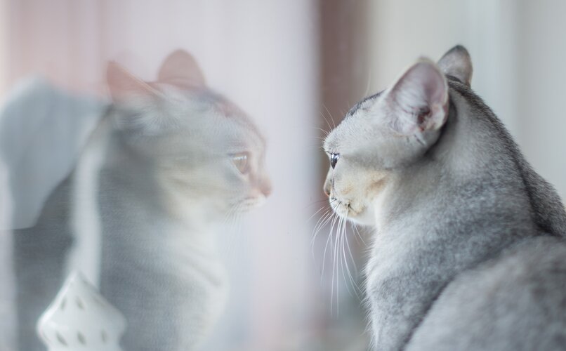 gato hipnotizado por su reflejo