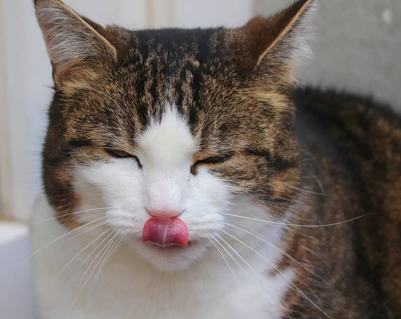 felino sacando la lengua