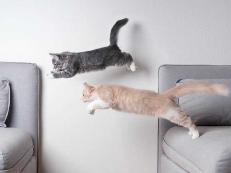 gatos saltando muebles 