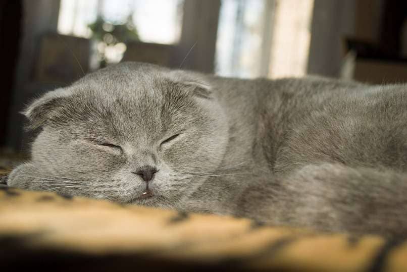 gato highland fold durmiendo 
