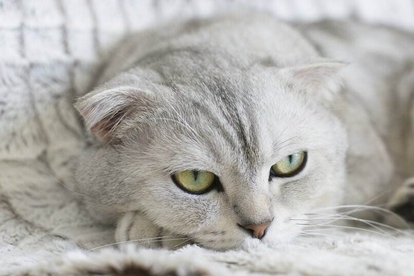 gato pelaje gris
