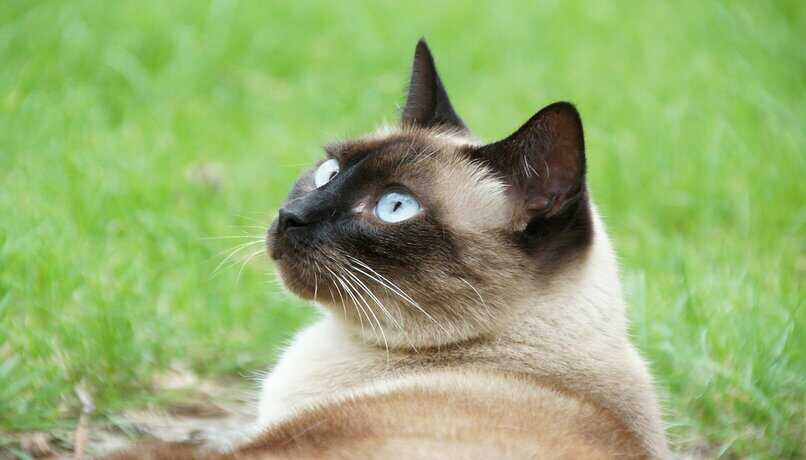 gato siames ojos azules
