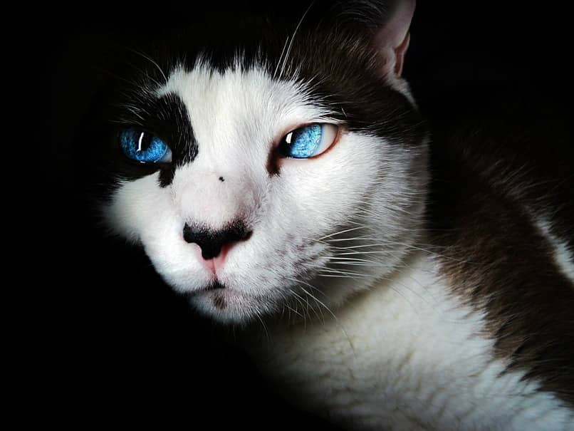 felino ojos azules