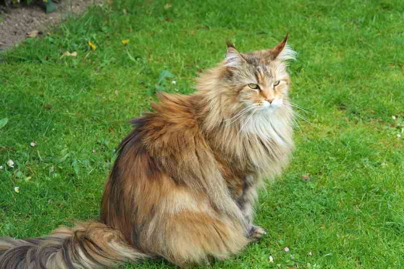 gato siberiano amarillo sobre cesped