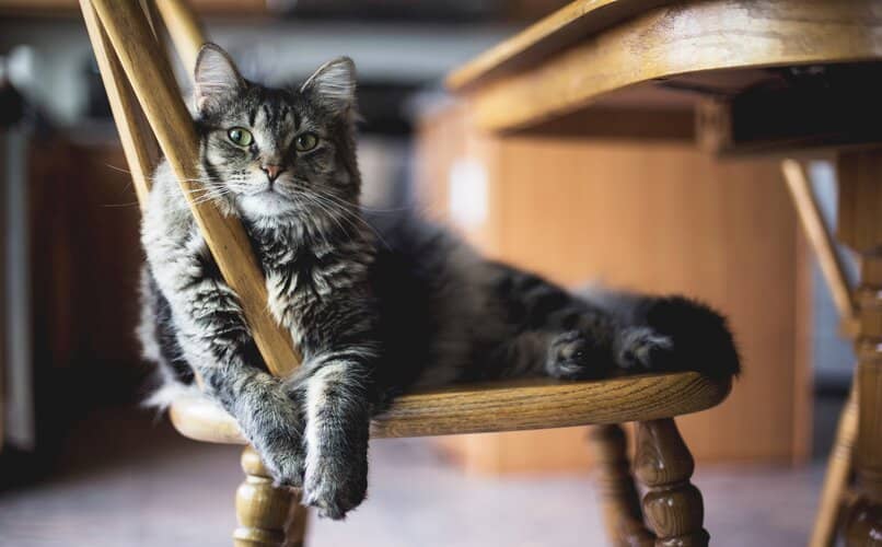 gato acostado sobre silla de la casa