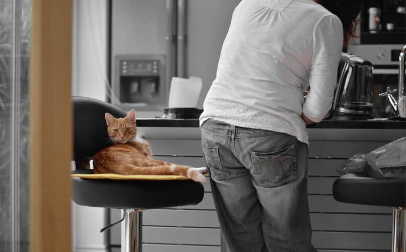 gato viendo a su dueno cocinar