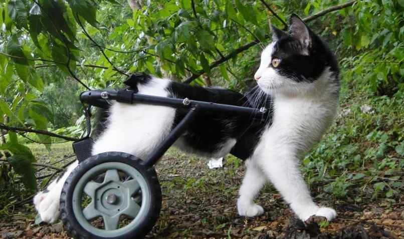 gato con silla de ruedas por falla de patas traseras