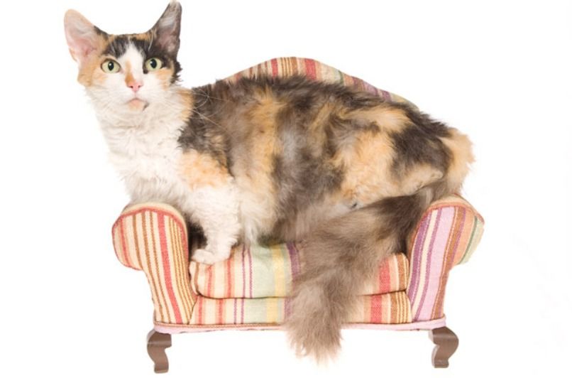 gato skookum sobre sofa de juguete
