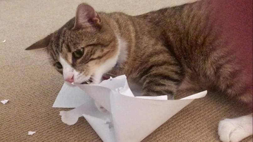 gato mordiendo hoja de papel