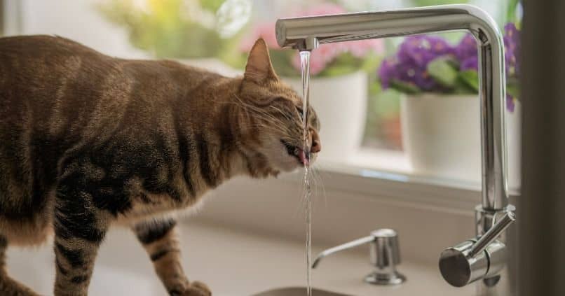 gato toma agua de grifo