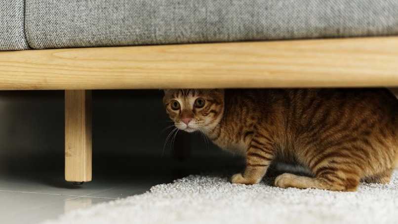 gato toyger debajo de sofa