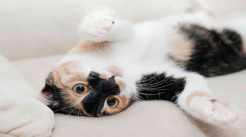 gato de tres colores con los ojos abiertos atentos
