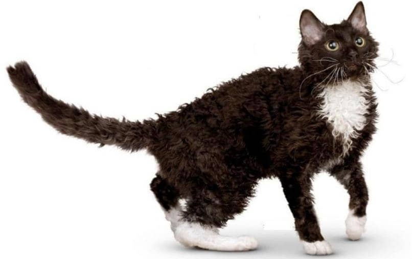 gato ural rex blanco con negro