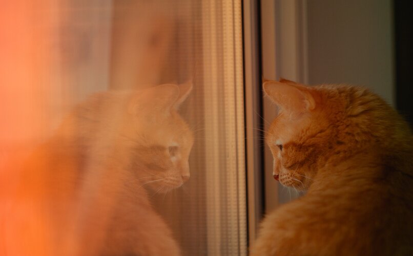 gato observando tranquilamente su reflejo