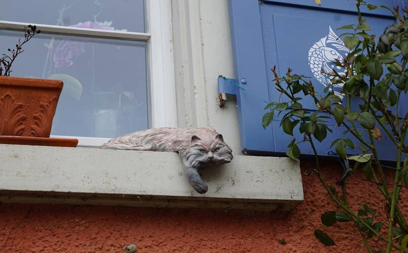 gato acostado en la ventana junto a macetas