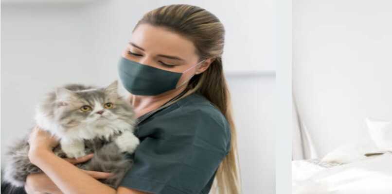 gato con un veterinario 