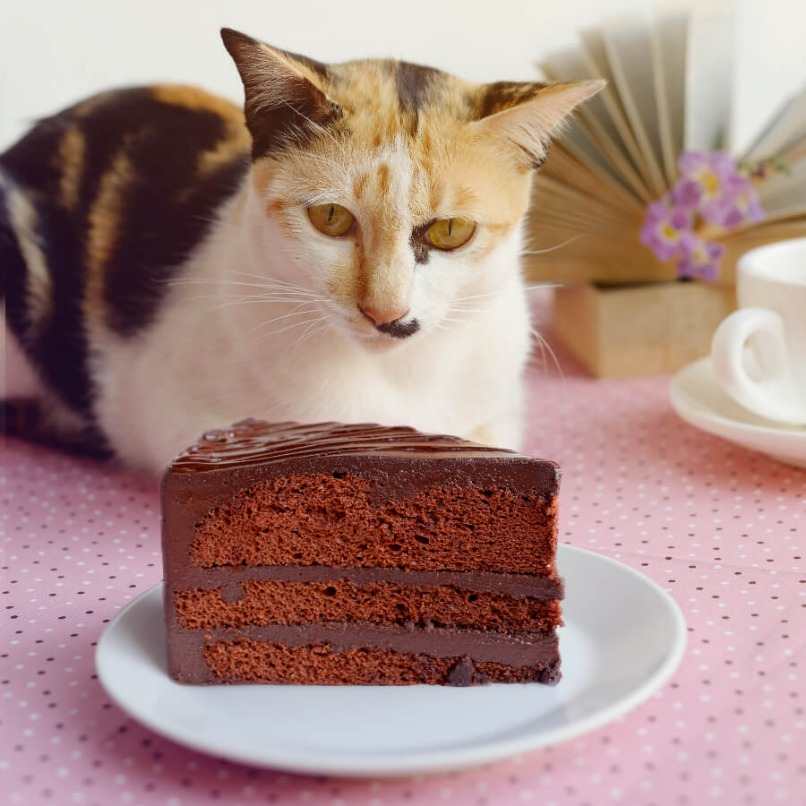gato viendo pastel de chocolate 