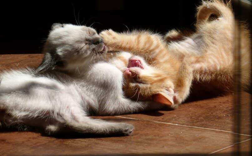 gatos peleando tras aparearse 
