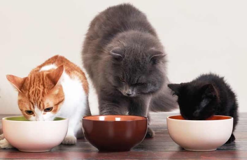 gatos comiendo en sus tazas