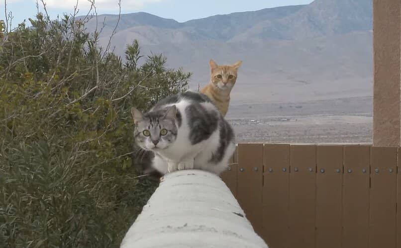 dos gatos arriba de un muro