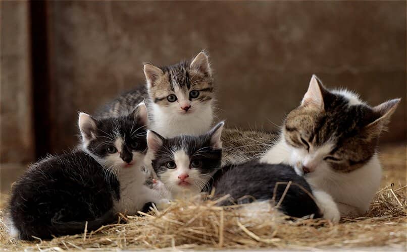 gatitos recien nacidos en grupo