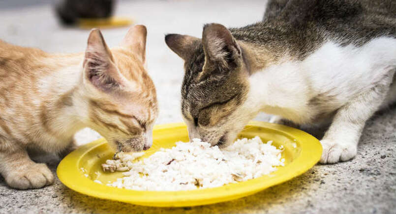 gatos comiendo plato arroz