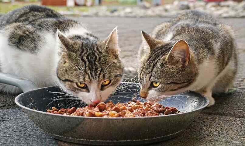 gatos comiendo