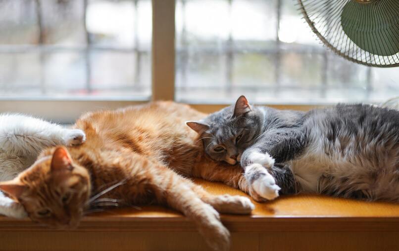 gatos compartiendo espacio sobre un tablero