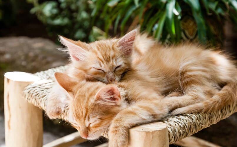 gatos durmiendo juntos fuera de casa