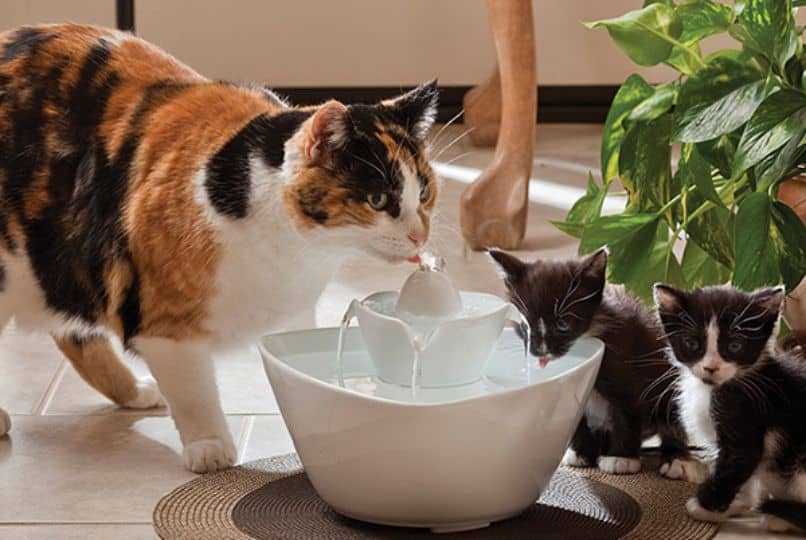 gato fuente filtro agua
