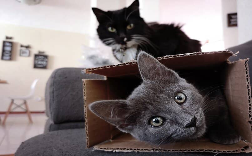 gatos en casa juntos tras aparearse