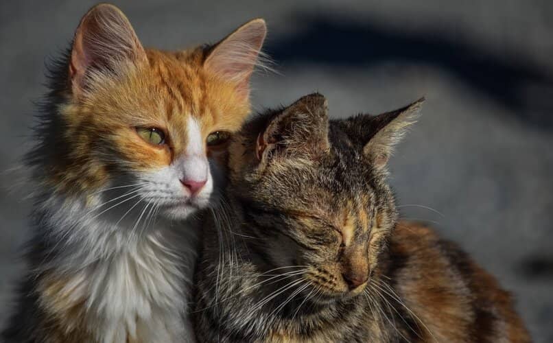 gatos abrazados sin tener conflicto