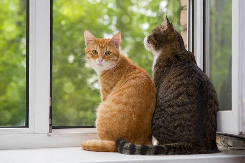 gatos mirando ventana 